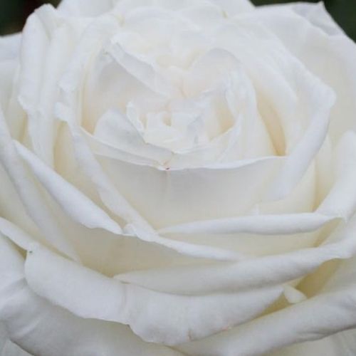 Rosa Pierre Arditi® - rosa de fragancia intensa - Árbol de Rosas Híbrido de Té - rosal de pie alto - blanco - Alain Meilland- forma de corona de tallo recto - Rosal de árbol con forma de flor típico de las rosas de corte clásico.